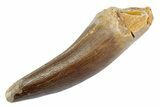 Fossil Plesiosaur (Zarafasaura) Tooth - Morocco #370263-1